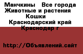 Манчкины - Все города Животные и растения » Кошки   . Краснодарский край,Краснодар г.